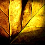 „Herbst- und Winterlicht“ - Impressionen aus der Fotowerkstatt